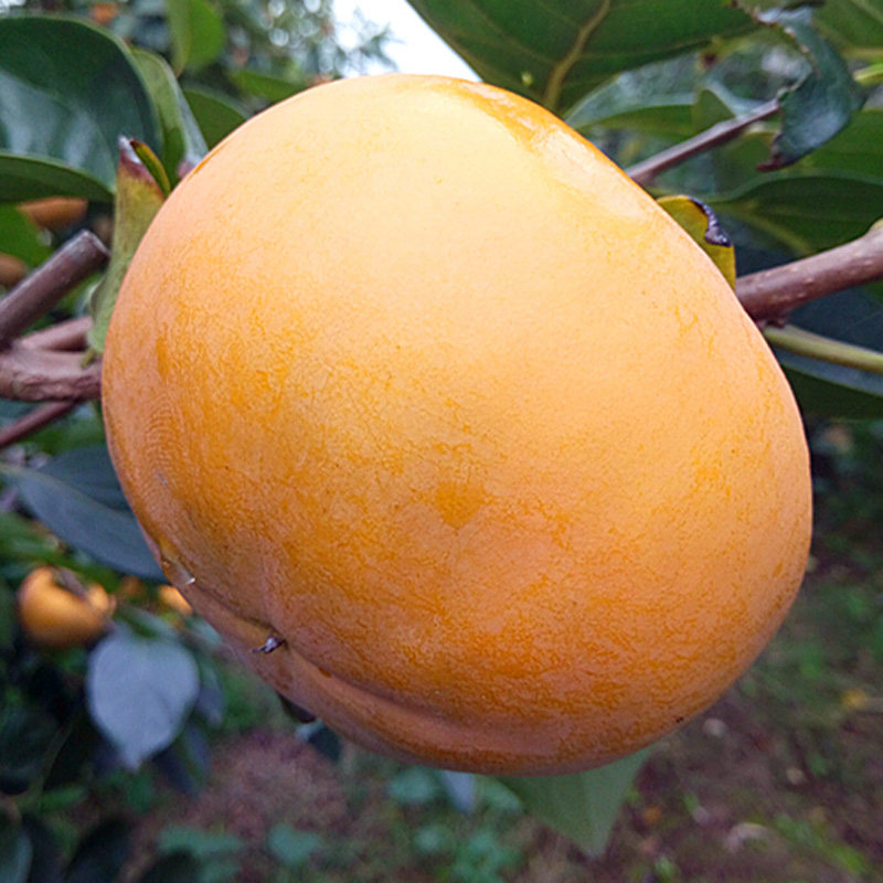 富有甜柿子树苗嫁接柿子苗南方北方种植地栽果树均220克当年结果