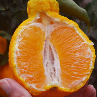 丑橘苗丑桔树苗不知火柑橘春见丑八怪粑粑柑树苗椪柑苗橘子苗