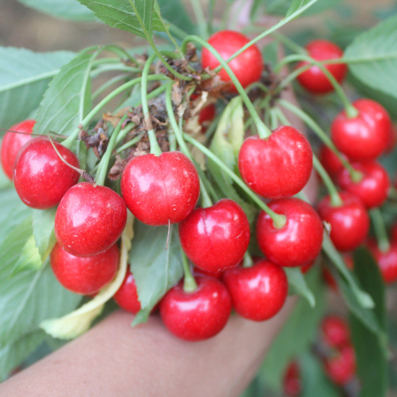 红灯樱桃树苗矮化樱桃苗盆栽地栽嫁接果树苗南方北方种植当年结果