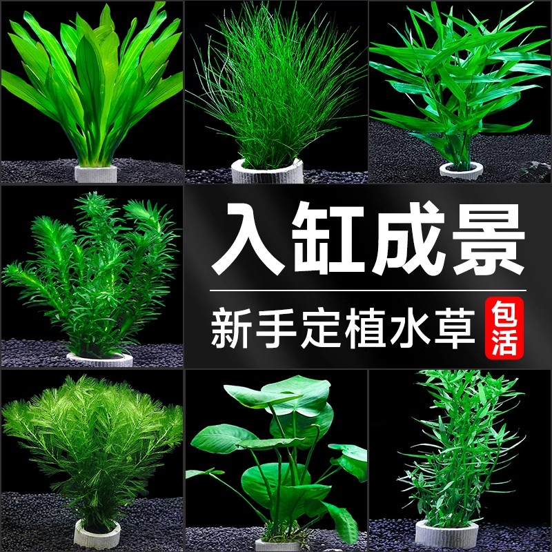 鱼缸水草植物专用造景摆件全套阴性水培绿植装饰蜈蚣草水榕水草