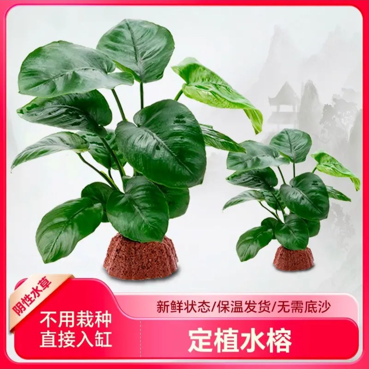 懒人新手家用鱼缸自养阴性水草易养火山石巴榕水培净化绿色植物