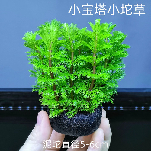 小宝塔坨草水草鱼缸造景植物真草活阴性新手懒人净水增氧好养耐活
