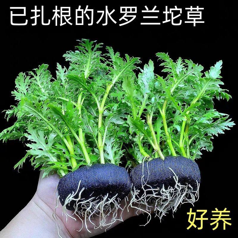 水罗兰坨草鱼缸造景阴性淡水增氧净水新手生态懒人水草植物好养活,宠物/宠物食品及用品,水草,淘宝优惠券,粉丝福利购,淘宝优惠卷