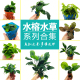 水榕淡水草鱼缸造景水草植物活体懒人沉木四季 增氧净化水质阴性草