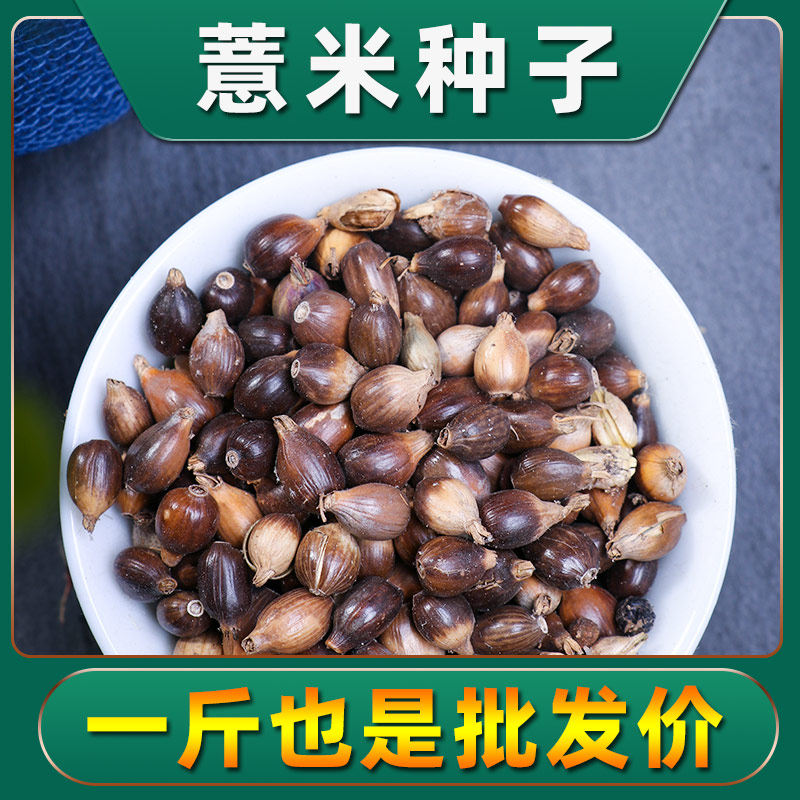 薏米种籽中药材薏苡仁春季种植种子苗农家散装中药材春季种子苗
