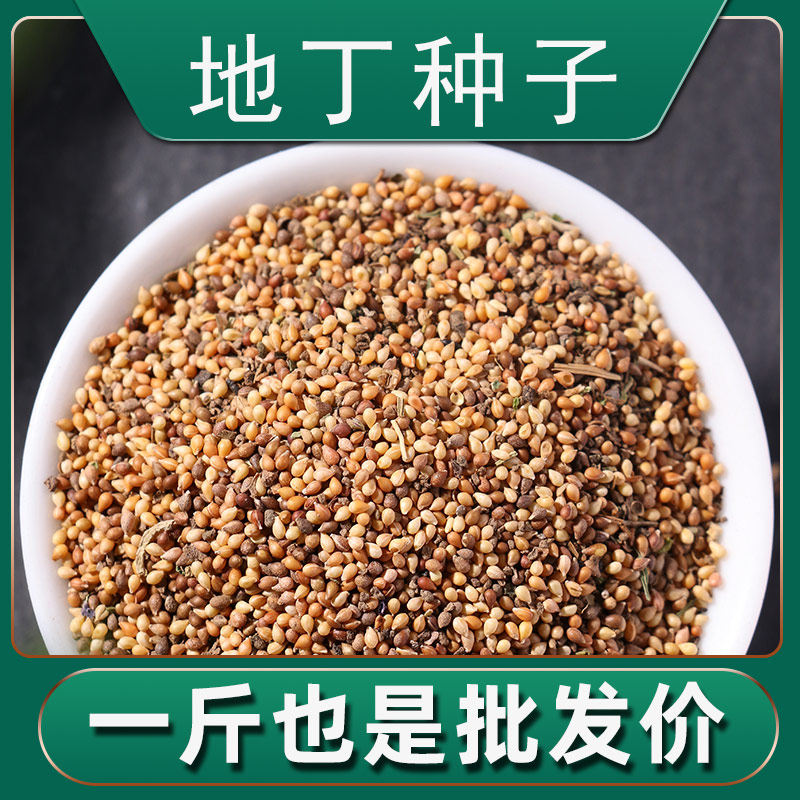 紫花地丁种籽散装中药材苦地丁甜地丁种子种苗阳台观花盆栽四季