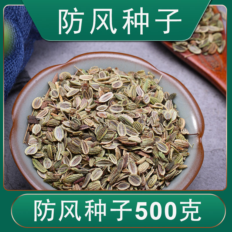 防风种籽新产中药材防风种植种子散装优质关防风种苗春季秋季种植