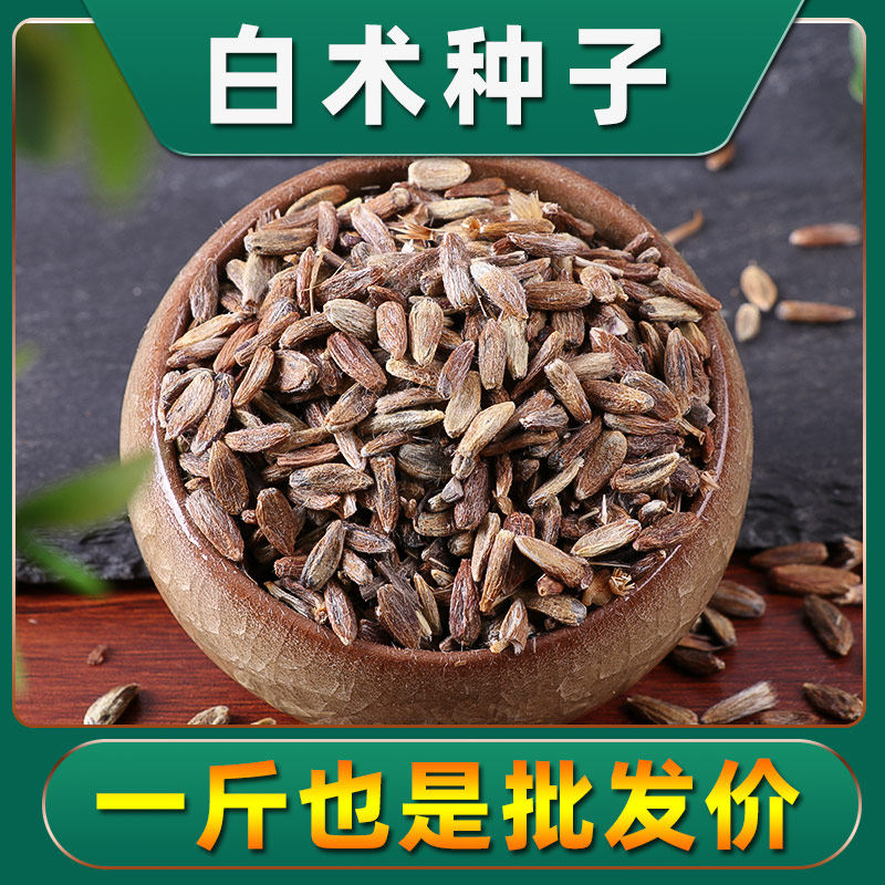 白术种籽散装河北改良白术种子秧苗春季秋季种植中药材白术种苗
