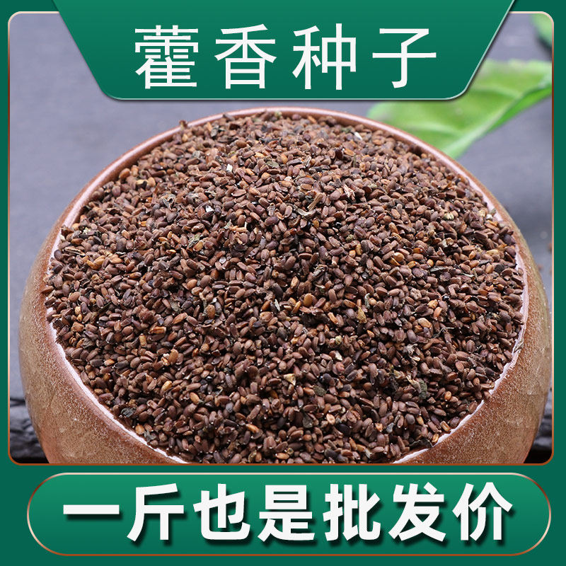 藿香种籽散装国产藿香正气草种子苗大叶食用多年生春季秋季