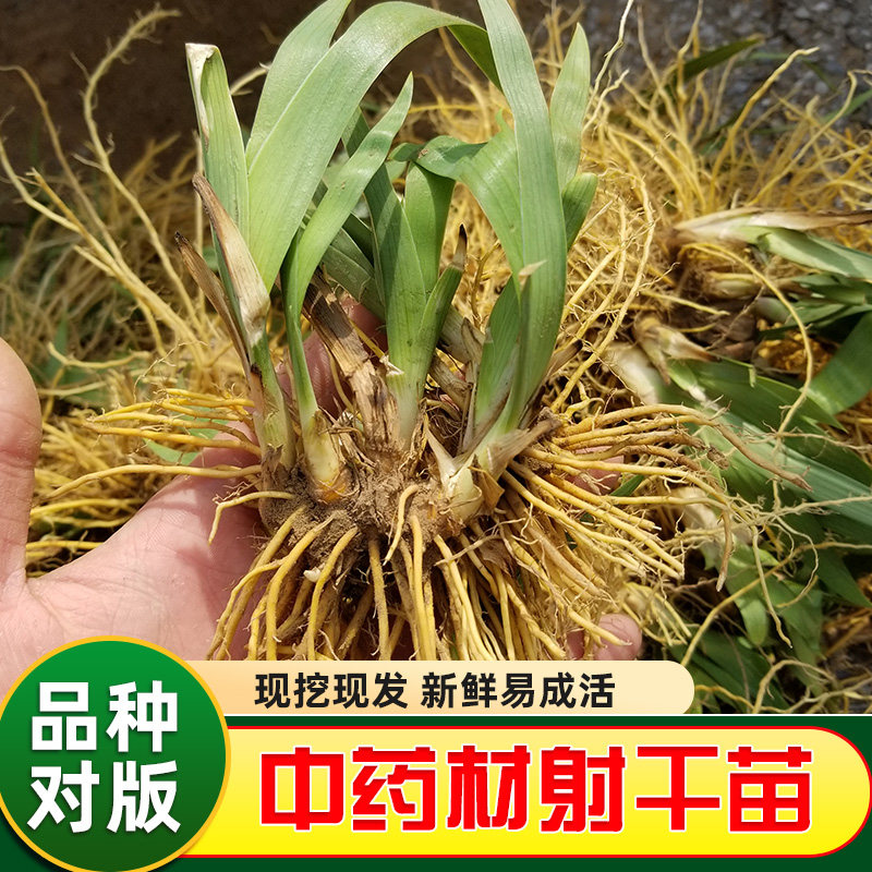 射干苗多年生中药材射干种子中药材苗射干鸢尾花盆栽种植射干花苗