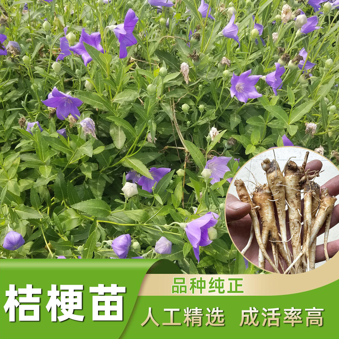 桔梗苗中药材中华桔梗中草药苗中小学生科普实践种植苗盆栽中药材