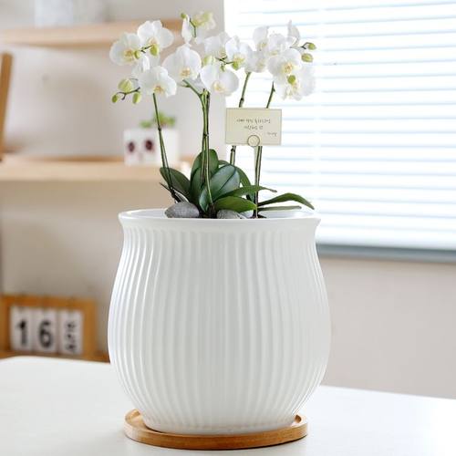 花盆陶瓷家用带托盘塑料加仑盆特大号特价清仓多肉花盆轻奢高级感