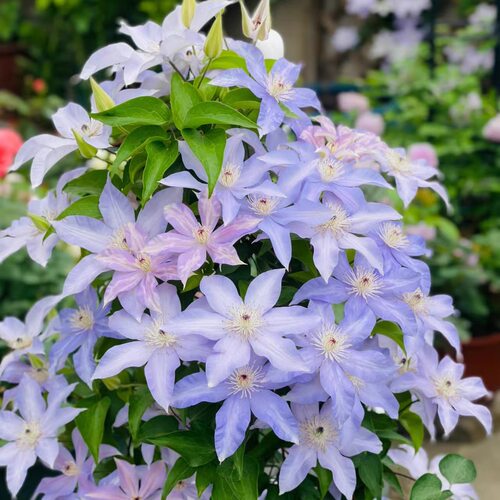 四季开花花大色艳全国种植必入