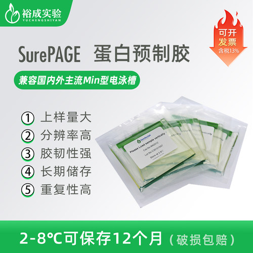 金斯瑞SurePAGE蛋白预制胶