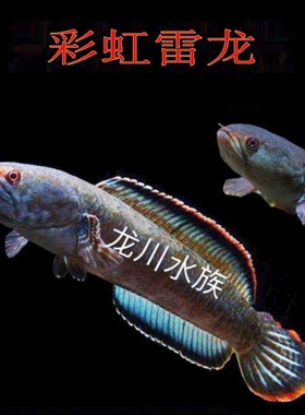 尚华艺宠彩虹雷龙鱼观赏鱼冷水鱼龙鱼凶猛淡水活体彩虹雷龙鱼