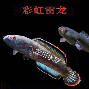 尚华艺宠彩虹雷龙鱼观赏鱼冷水鱼龙鱼凶猛淡水活体彩虹雷龙鱼