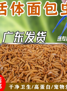 面包虫大麦虫黄粉虫活体观赏鱼龙鱼乌龟仓鼠蜥蜴鸟饲料引种养殖