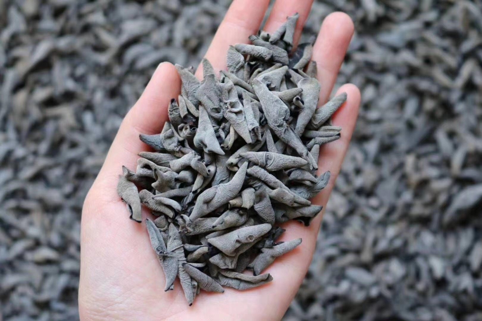 老鼠耳木耳1.0足干厚肉口感好均匀适合挑剔有品质追求的客户150克