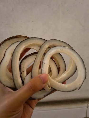 坏果包换印度椰王味浓香海椰皇广东煲汤材料新鲜煲汤不用去皮500g