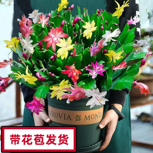 带花苞蟹爪兰花苗盆栽带花苞四季开花重瓣螃蟹抓莲好养易活室内花