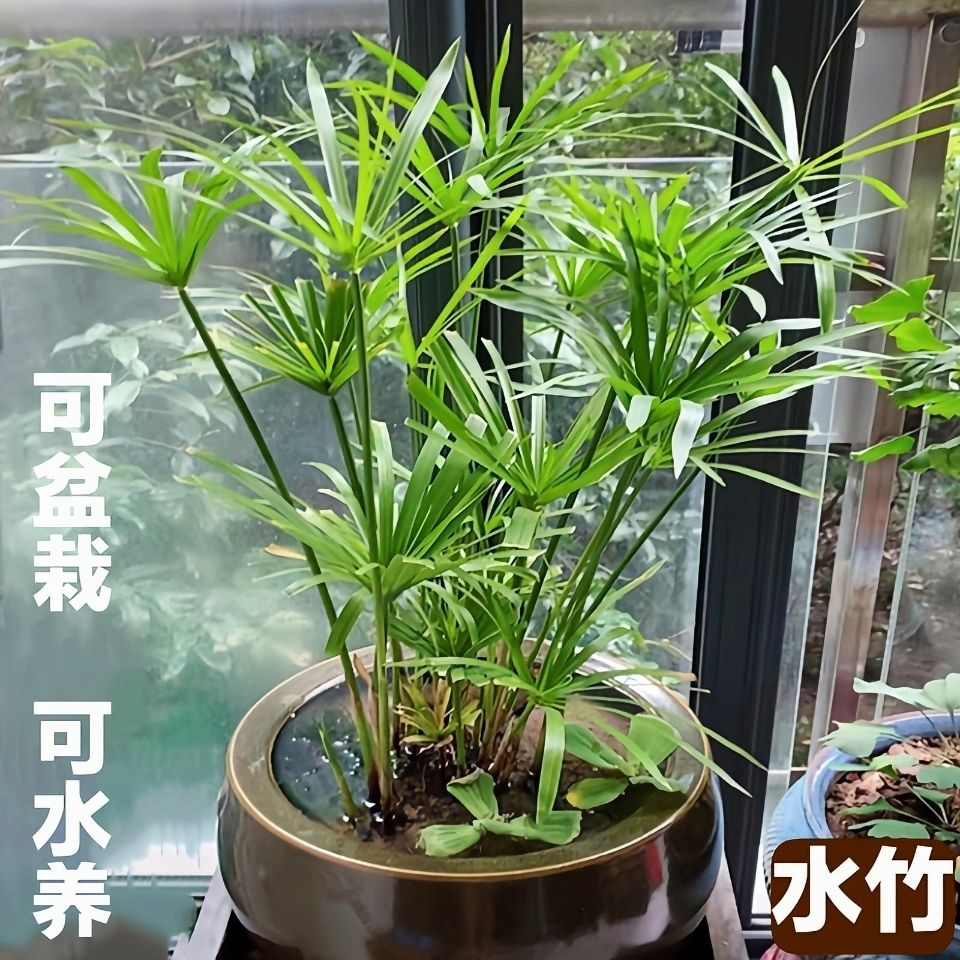 水生植物水竹鱼池水道绿化风车草水草苗水培花卉绿植庭院旱伞草苗