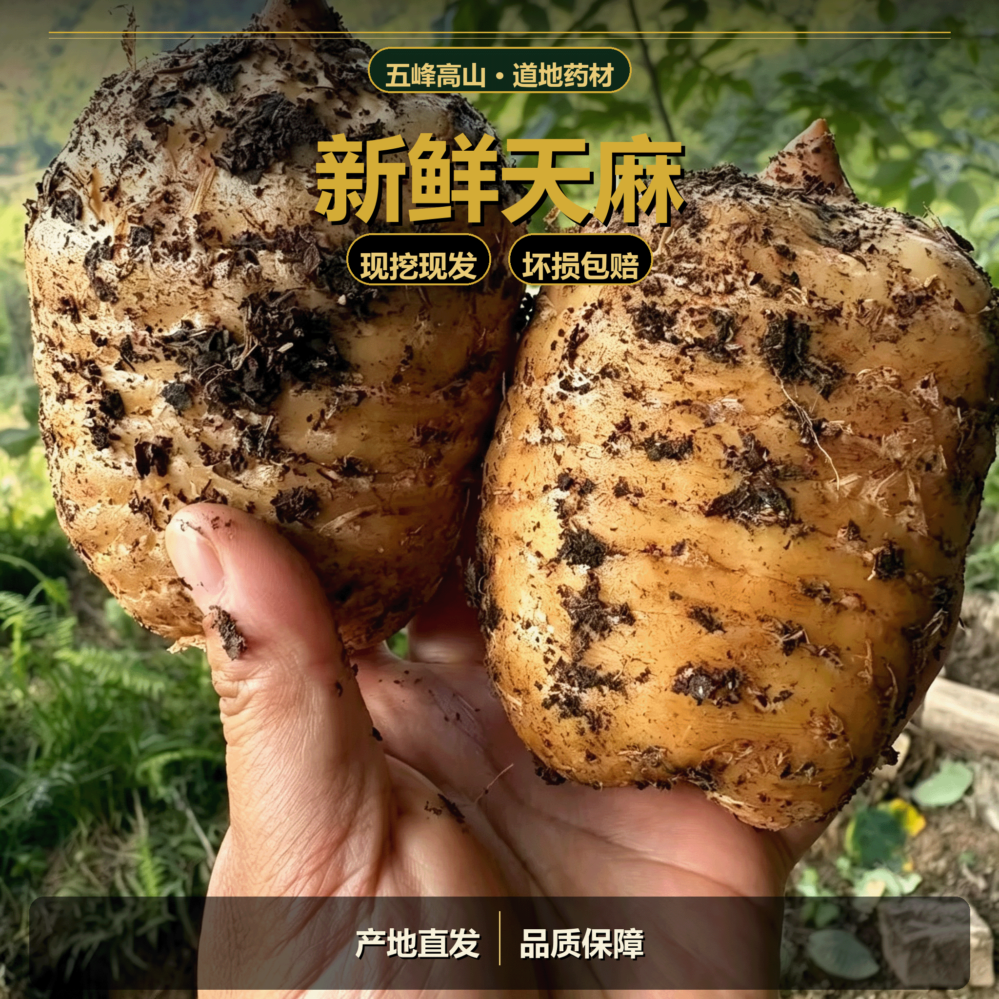 云南特产新鲜天麻湖北贵州天麻
