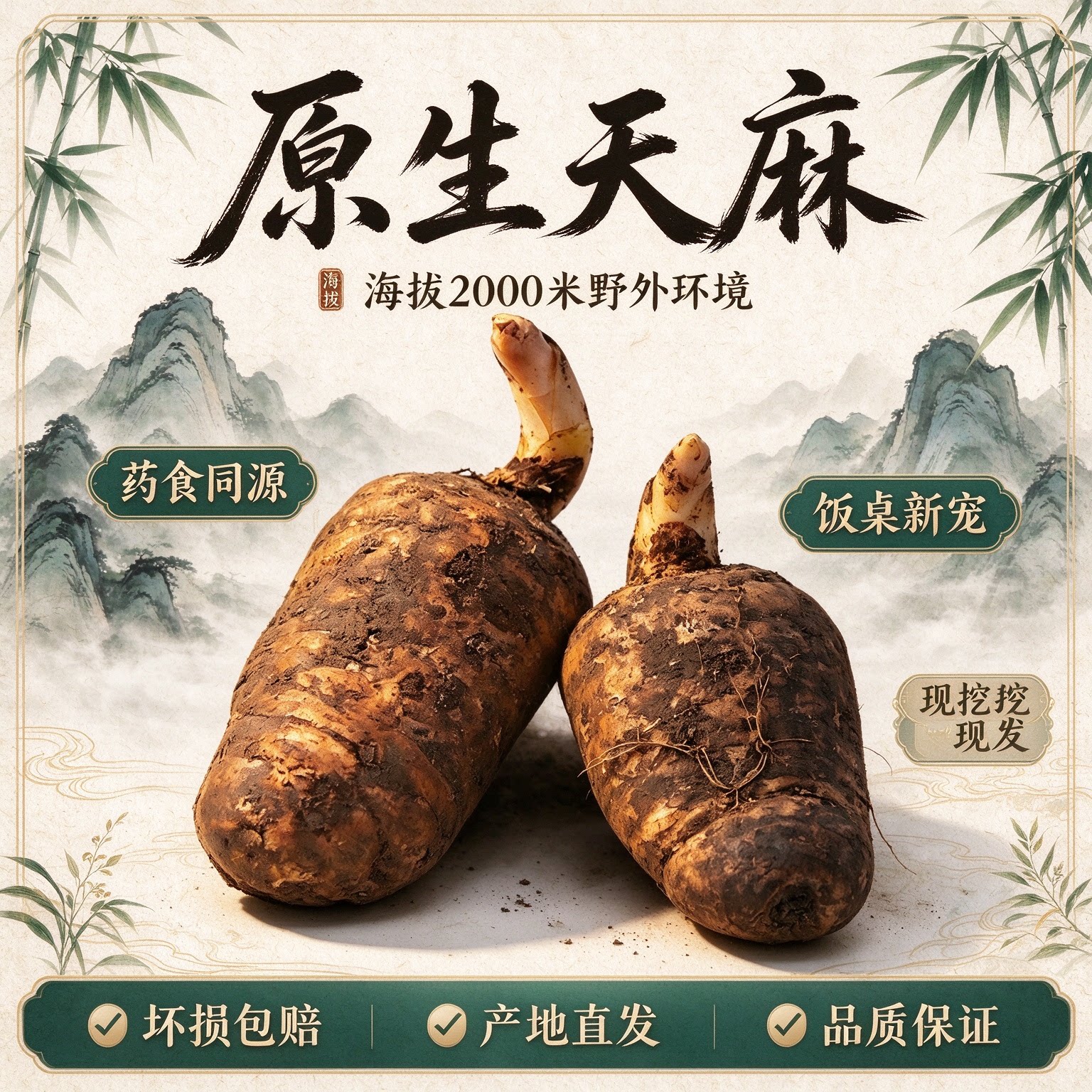 天麻新鲜现挖现发高海拔仿野生三年生长优质煲汤新菜品天麻天麻素