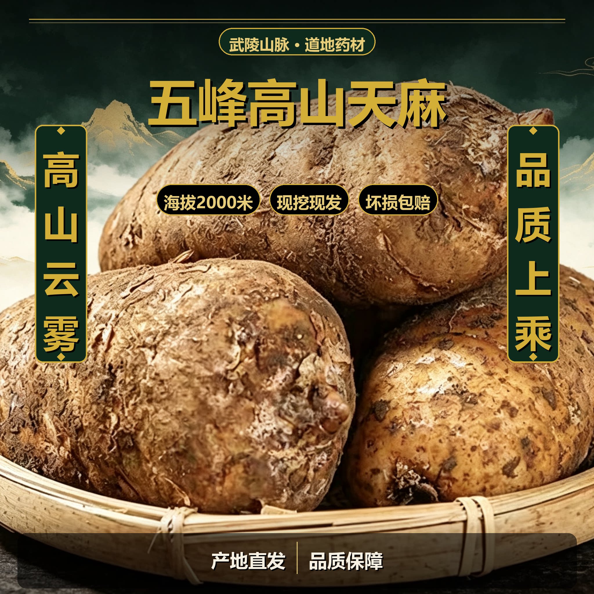 高海拔小草坝天麻高山天麻