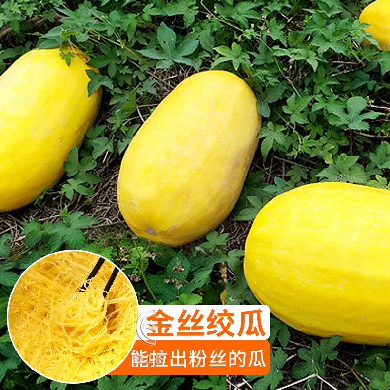 金丝绞瓜种子天然粉丝南瓜搅瓜拍砸黄金瓜籽四季春秋阳台蔬菜种孑