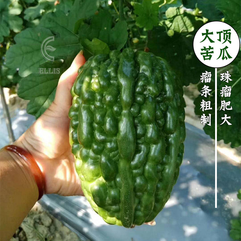 大顶苦瓜种子疙瘩绿水果圆苦瓜种籽四季耐热高产阳台盆栽蔬菜种孑