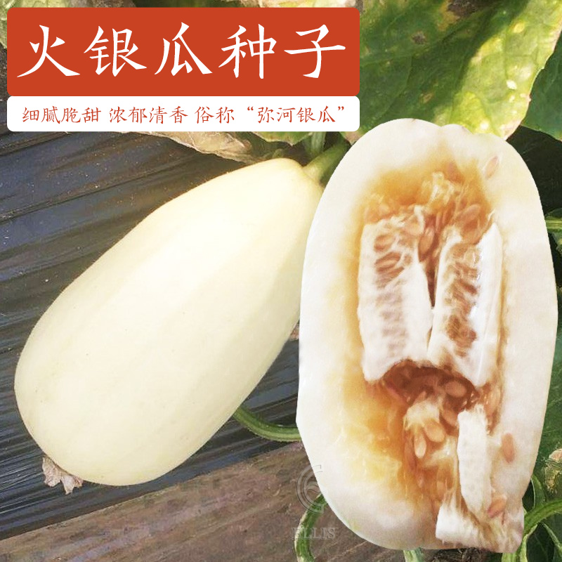 火银瓜甜瓜种子弥河银瓜超甜白皮香瓜籽四季春秋高产大田水果种孑