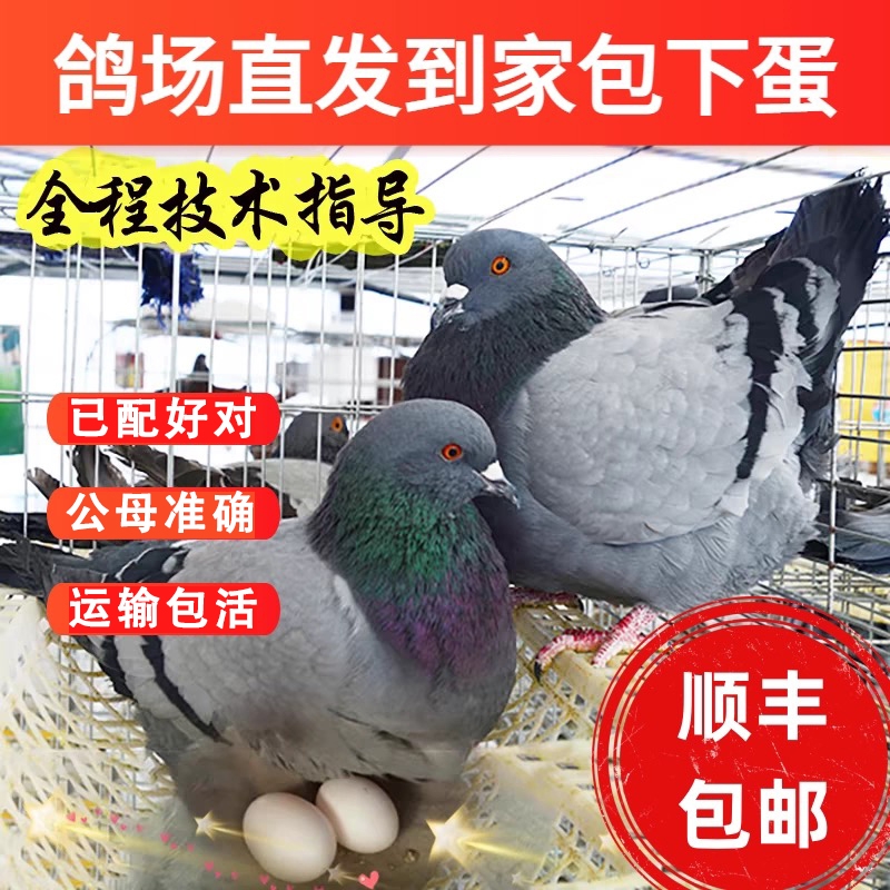 鸽子活物一对大体落地王鸽种鸽元宝鸽下蛋繁殖观赏鸽信鸽肉鸽幼鸽