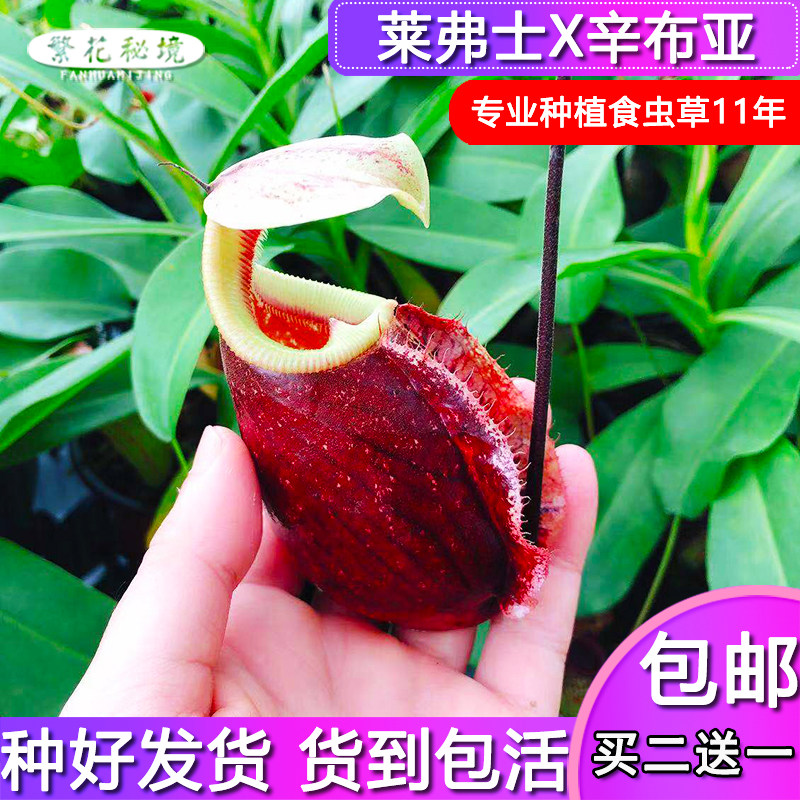 莱弗士辛布亚猪笼草【交种杂交猪笼草皮实好样不怕冷热成品大型】