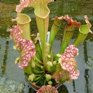 杂白瓶子草【 新手推荐办公室趣味绿植包邮】