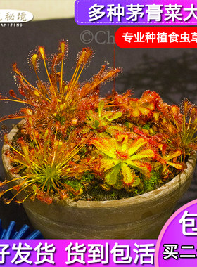 茅膏菜迷你桌面盆栽超大食人花粘