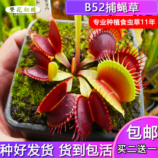 B52捕蝇草-食虫草基地直销驱蚊草食人花盆栽超大嘴盆栽植物猪笼草