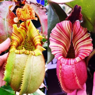 橘子维奇x徐脑袋维奇猪笼草种子苗