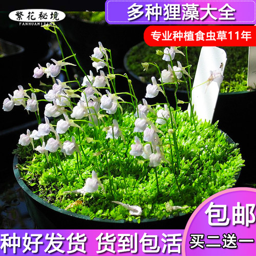 陆生禾叶小白兔挖耳草食虫狸藻