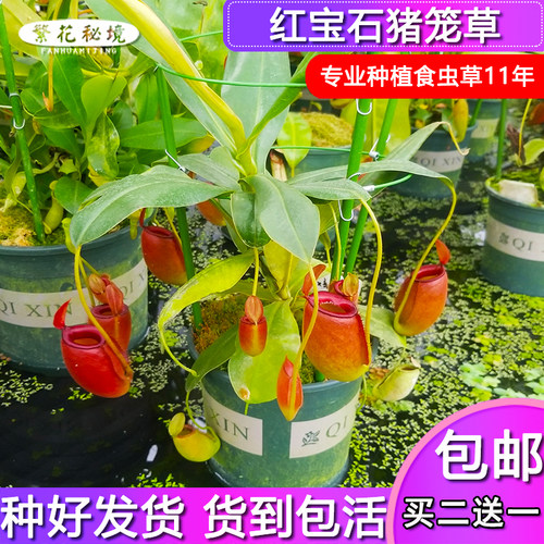 红宝石猪笼草大型绿植桌面盆栽