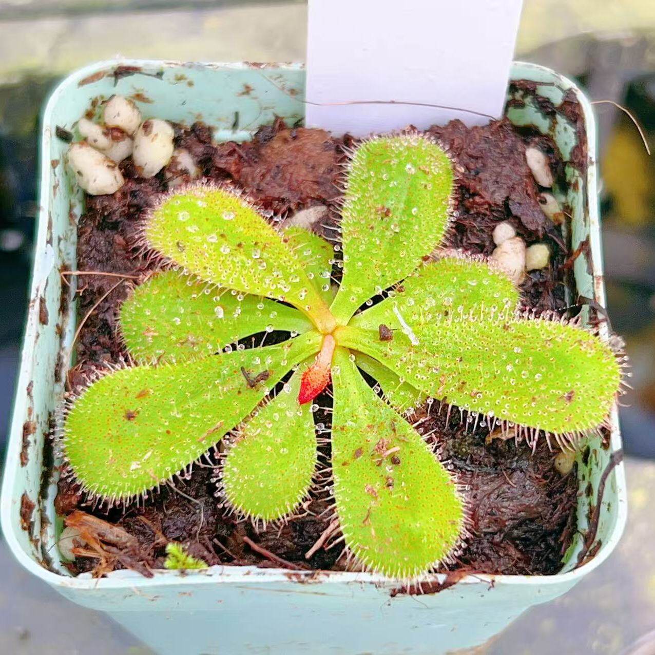 食虫植物-【巴博萨球根茅膏菜】D.Bulbosa(球茎球根茅膏菜)
