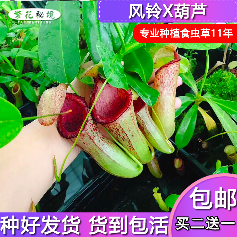 风铃葫芦猪笼草【食人花大型可爱盆栽吊篮阳台窗台】