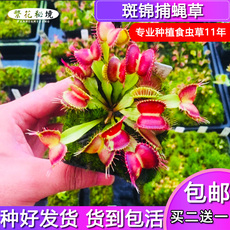 насекомоядное растение 斑锦捕蝇草【缺色高端稀有品种阳台办公室小型盆栽食人花扑蝇草】