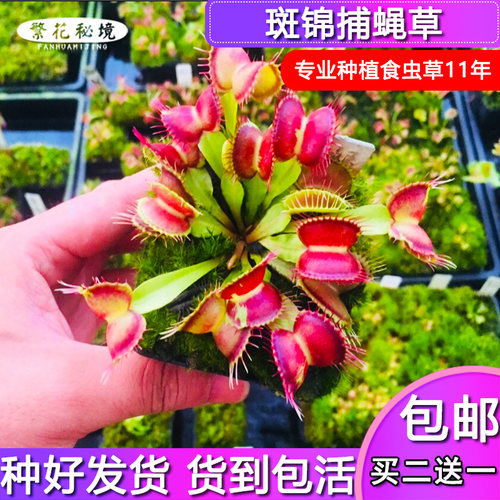 斑锦捕蝇草稀有品种阳台