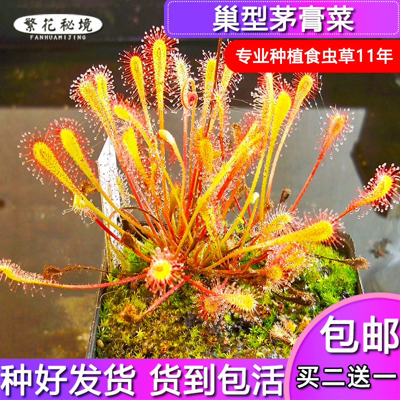 巢型茅膏菜长柄食虫草桌面盆栽