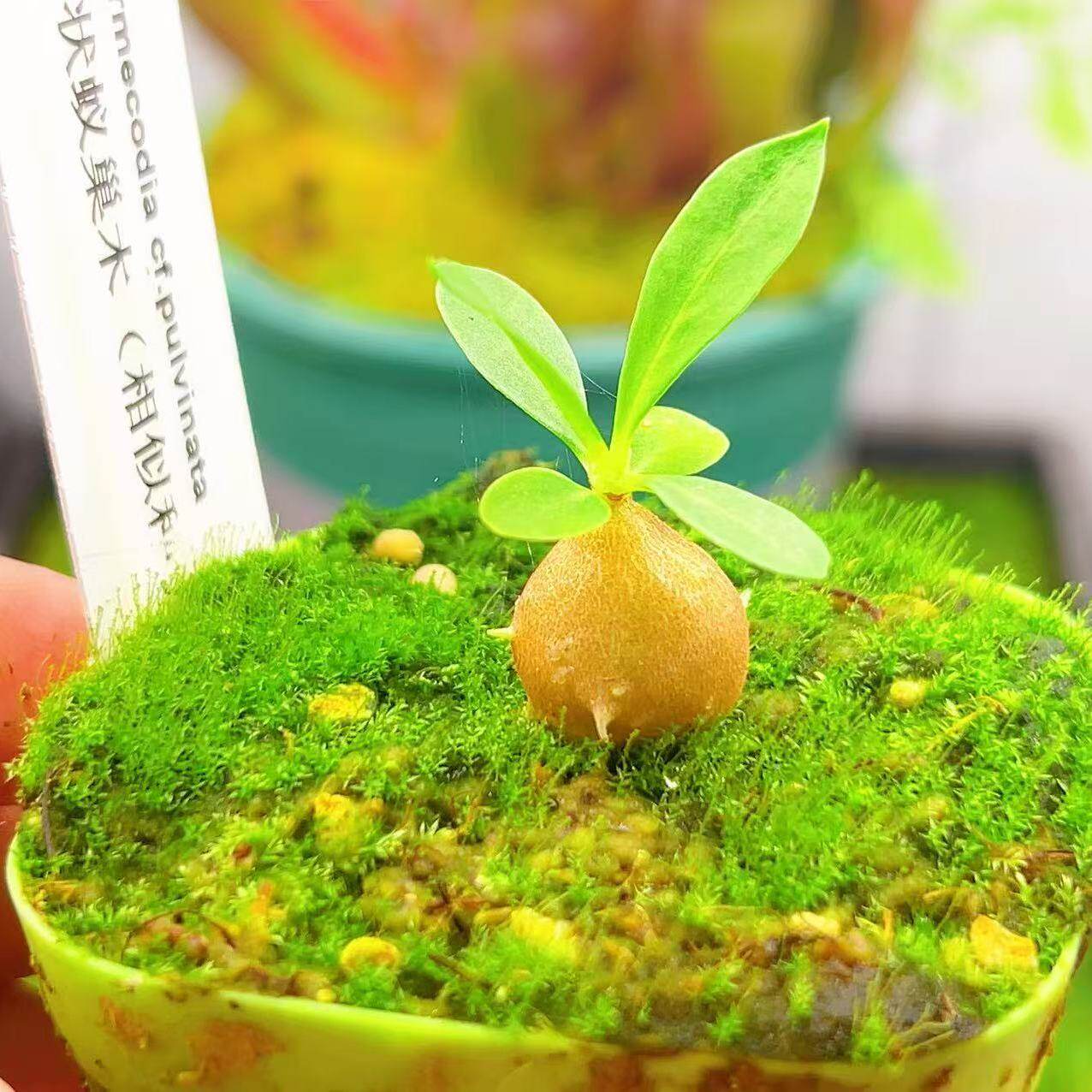 Myrmecodia cf.pulvinata 垫状蚁巢木（相似种）