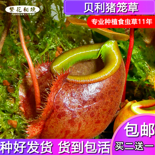 贝利猪笼草 食人花进口扑蝇草猪笼草吊篮绿植盆栽