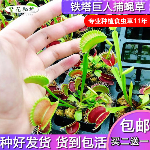 铁塔巨人捕蝇草【夏季直立超大巨夹巨型品种食人花大嘴巴夹子草】 - 封面