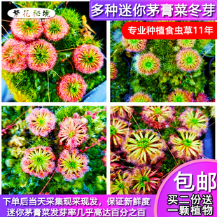 多种迷你茅膏菜【小型茅膏菜造景超划算食虫植物捕蝇草苗】