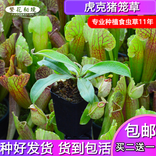 虎克猪笼草 迷你型可爱圆笼食人花盆栽绿植多肉电脑桌办公桌