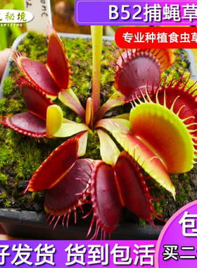 铁塔巨人夏季食人花大嘴巴夹子